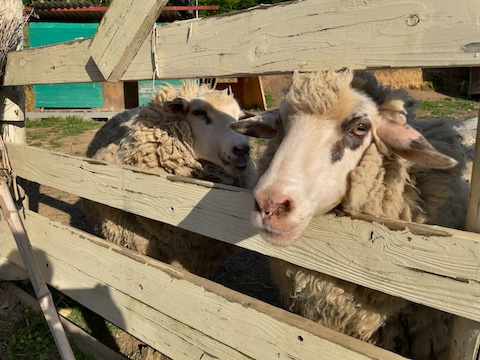 山田養蜂場 みつばち農園の風景