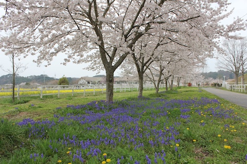 まきばの館の風景
