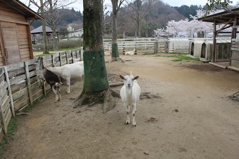 まきばの館の風景