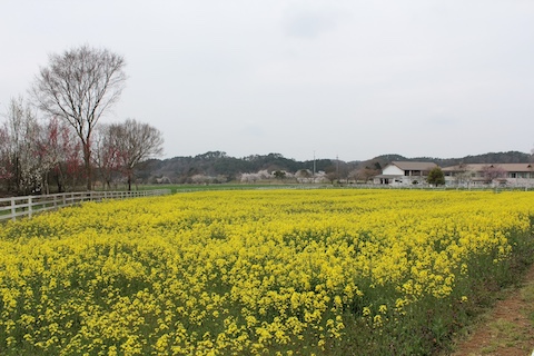 まきばの館の風景