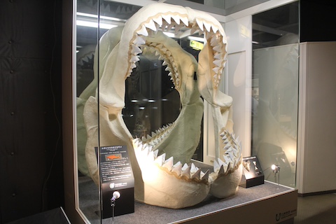 カブトガニ博物館の風景