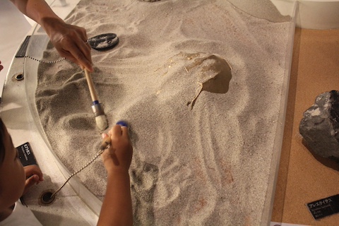 カブトガニ博物館の風景