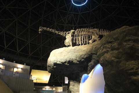 カブトガニ博物館の風景