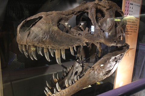 カブトガニ博物館の風景