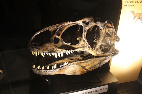 カブトガニ博物館の風景