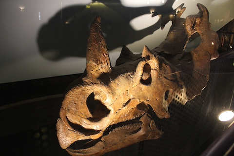 カブトガニ博物館の風景