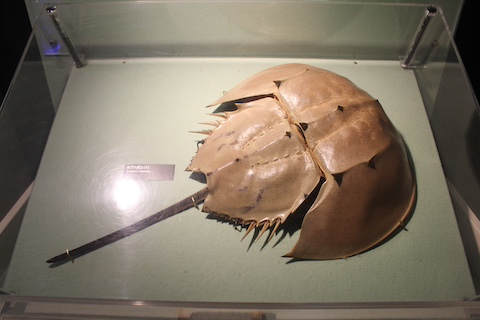 カブトガニ博物館の風景